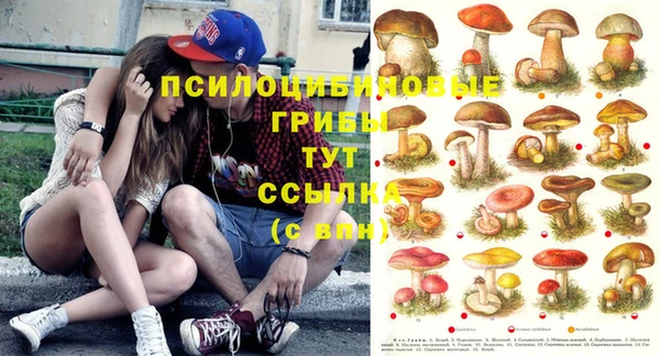 прущие грибы Пересвет
